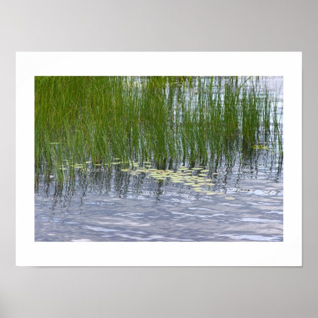 Lily Pads Photo Poster (Front)