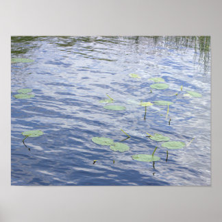 Lily Pads Photo Poster