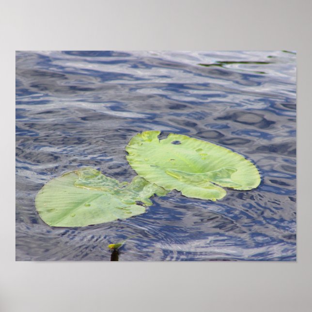 Lily Pads Photo Poster (Front)