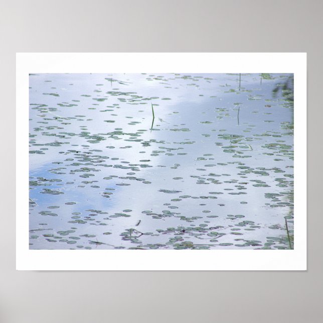 Lily Pads Photo Poster (Front)