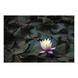 Lily Pads Photo Print