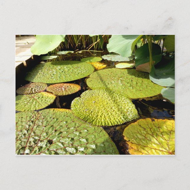 Lily Pads Postcard (Front)