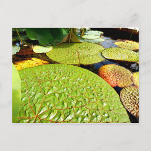 Lily Pads Postcard