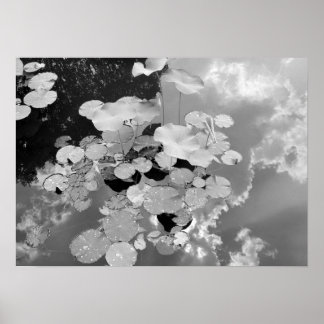 Lily Pads Poster