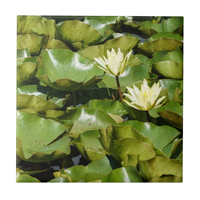 Lily Pads with Blooms Ceramic Photo Tile (Front)