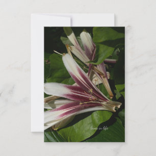Lily Petals Card