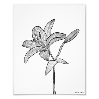 Lily Photo Print
