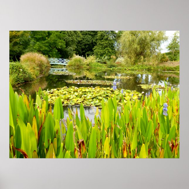 Lily Pond Poster (Front)