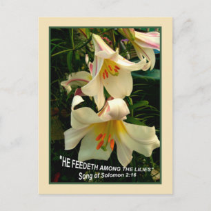 LILY   Post card