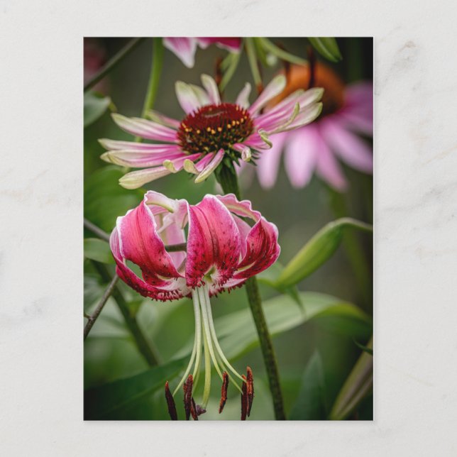 Lily  postcard (Front)