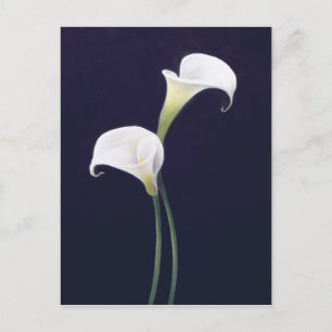 Lily Postcard