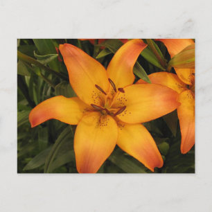 Lily Postcard