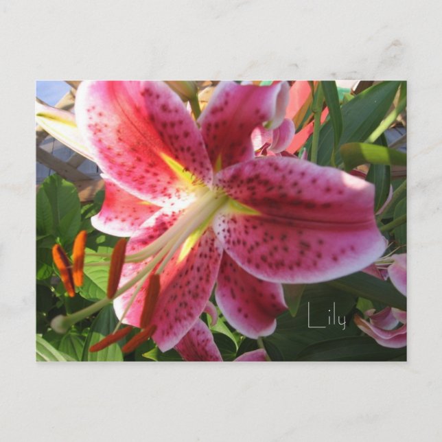 Lily Postcard (Front)