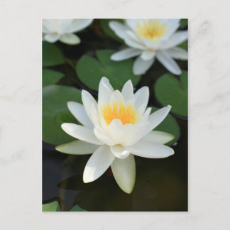 Lily Postcard