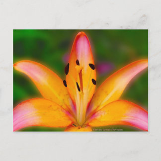Lily Postcard