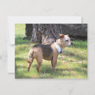 Lily Postcard