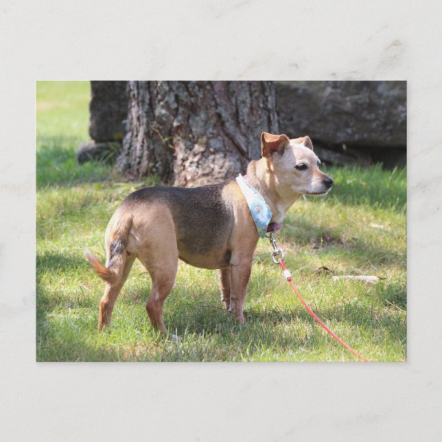 Lily Postcard (Front)