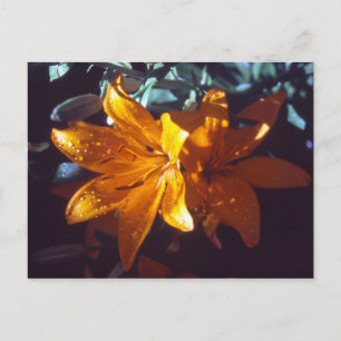 Lily Postcard