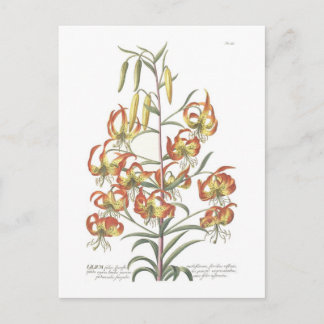 Lily Postcard