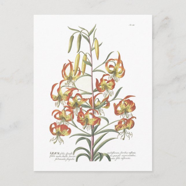 Lily Postcard (Front)
