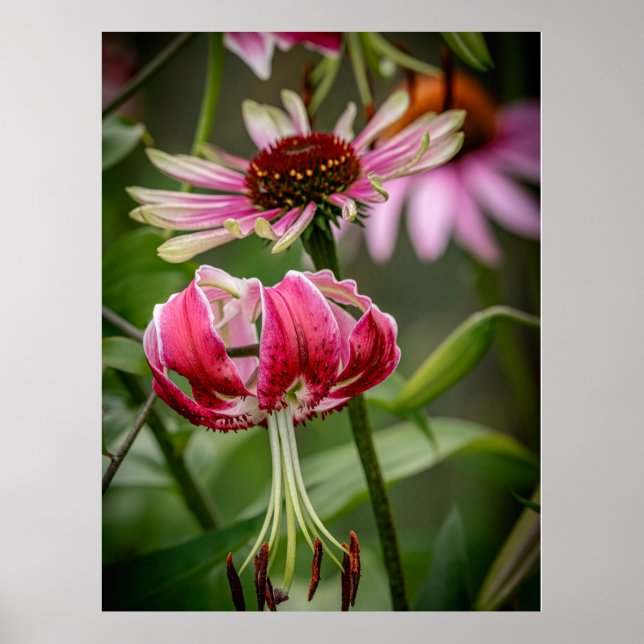 Lily  poster (Front)