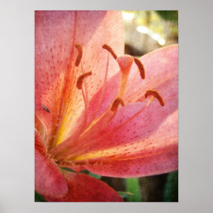 Lily Poster