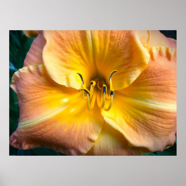 Lily, Poster (Front)