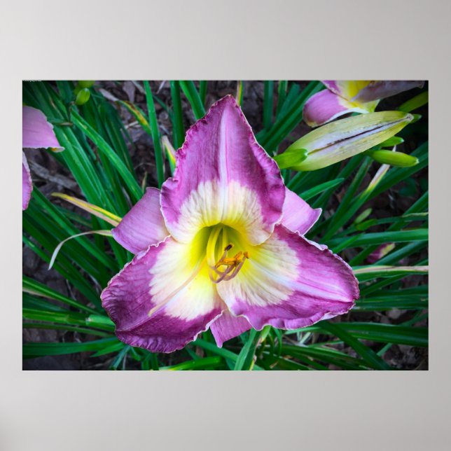 Lily, Poster (Front)