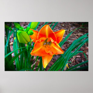 Lily, poster