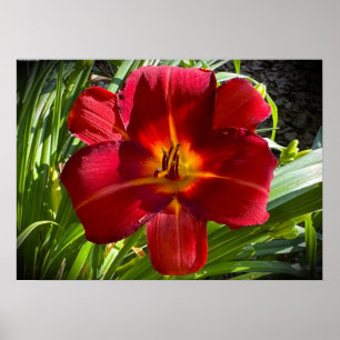 Lily, Poster