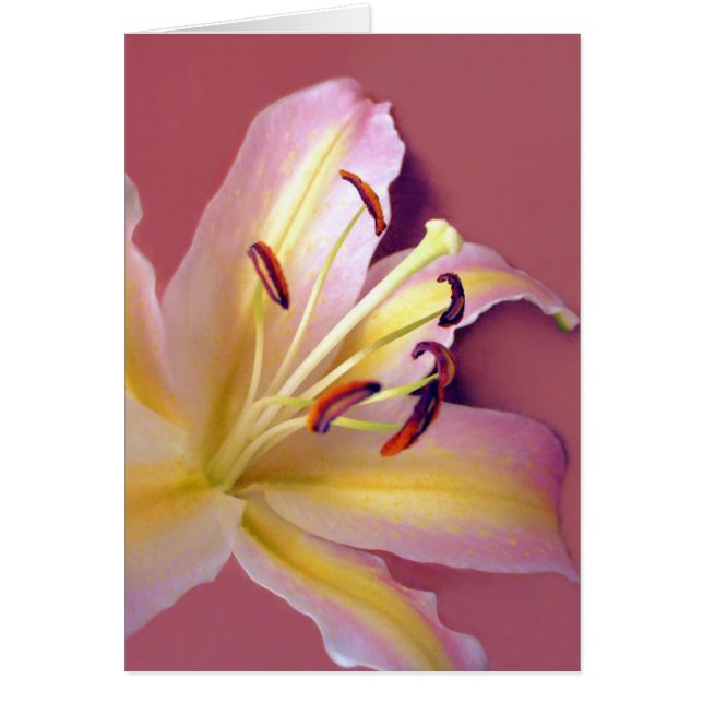 Lily Soft Card (Front)