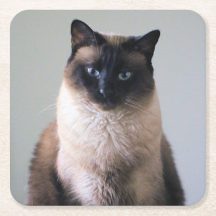 Lily Square Paper Coaster