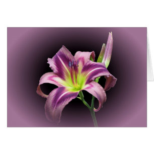 Lily Star with Purple - Daylily