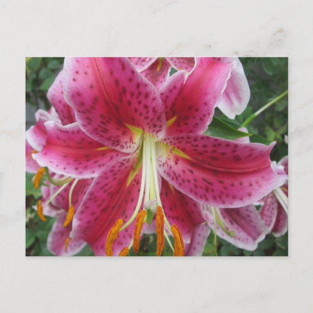 Lily Stargazer Purple Flower Postcard (Front)