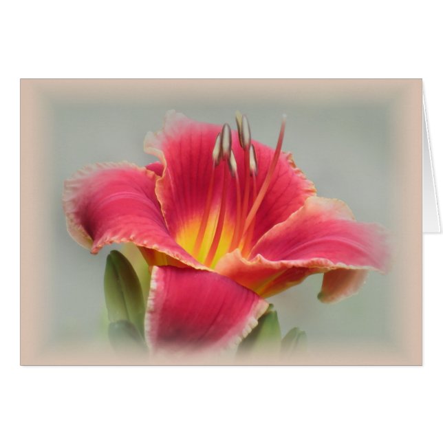 Lily State of Mind - Daylily (Front Horizontal)