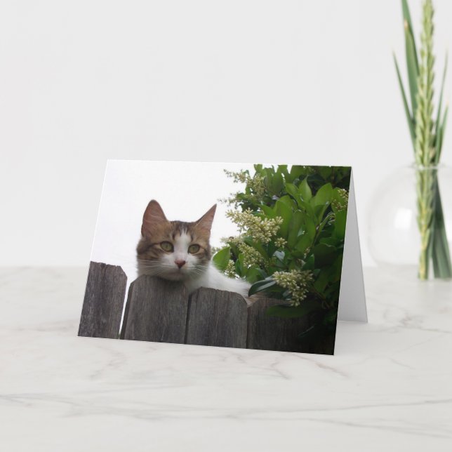 Lily the Cat Greeting Card 04 (Front)
