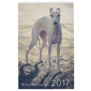Lily the Whippet 2017 Calendar