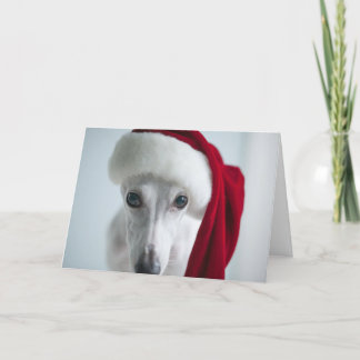 Lily The Whippet Holiday Card