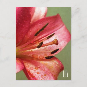 Lily Vertical Postcard