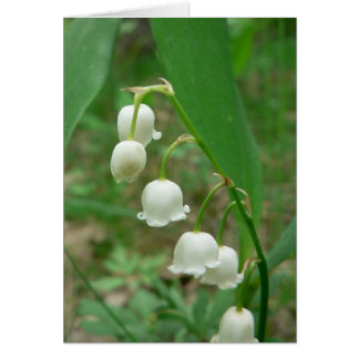 Lily White Flowers