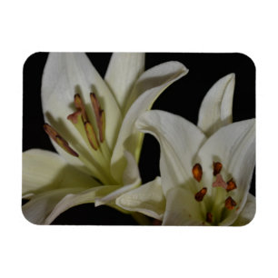 Lily White Flowers Peace Love Smile Grace Juanita Magnet