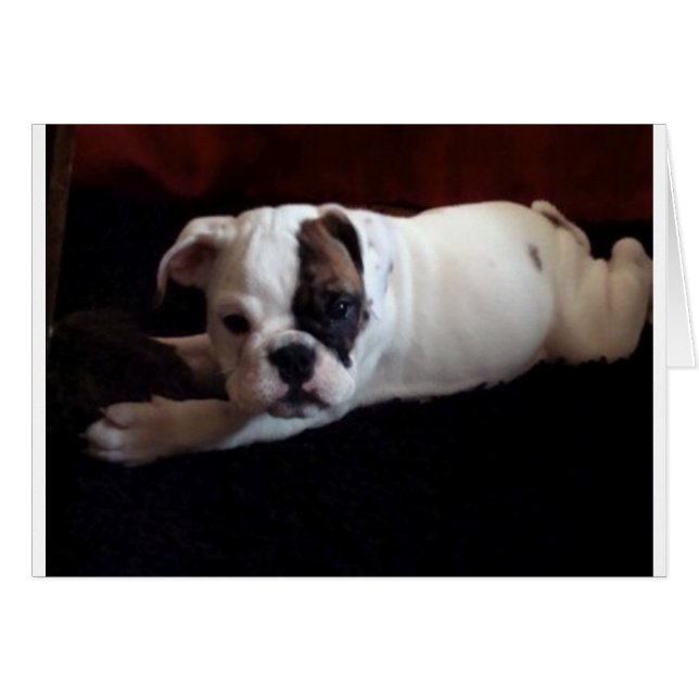 Lily with toy (Front Horizontal)
