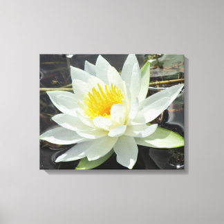 Lilypad Canvas Print