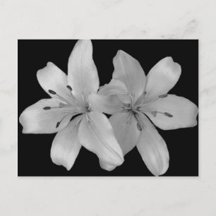 Lilys Postcard