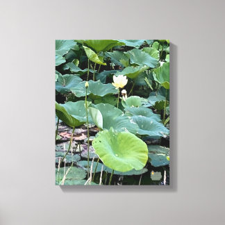 Lilyshade Silence 11 x 14 Canvas Print