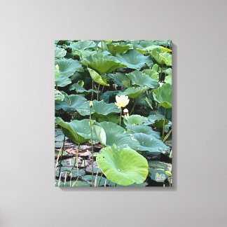 Lilyshade Silence 16 x 20 Canvas Print
