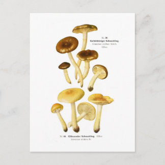Limacium vitellum & L.nitdum Postcard