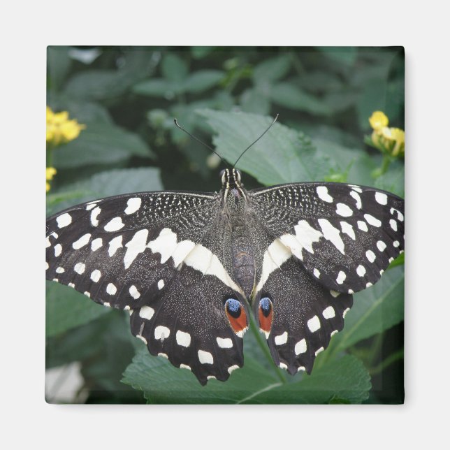 Lime Butterfly and flowers Magnet (Front)