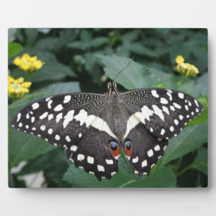 Lime Butterfly and Flowers Plaque