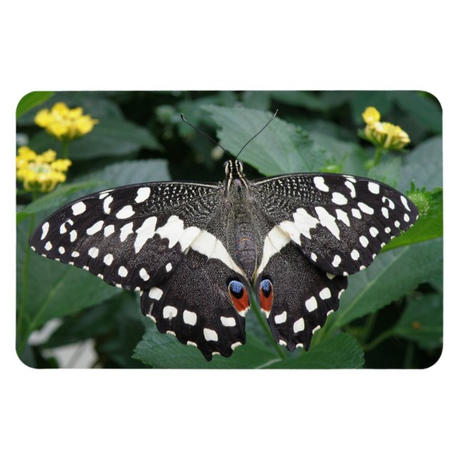 Lime Butterfly and Flowers Premium Magnet (Horizontal)